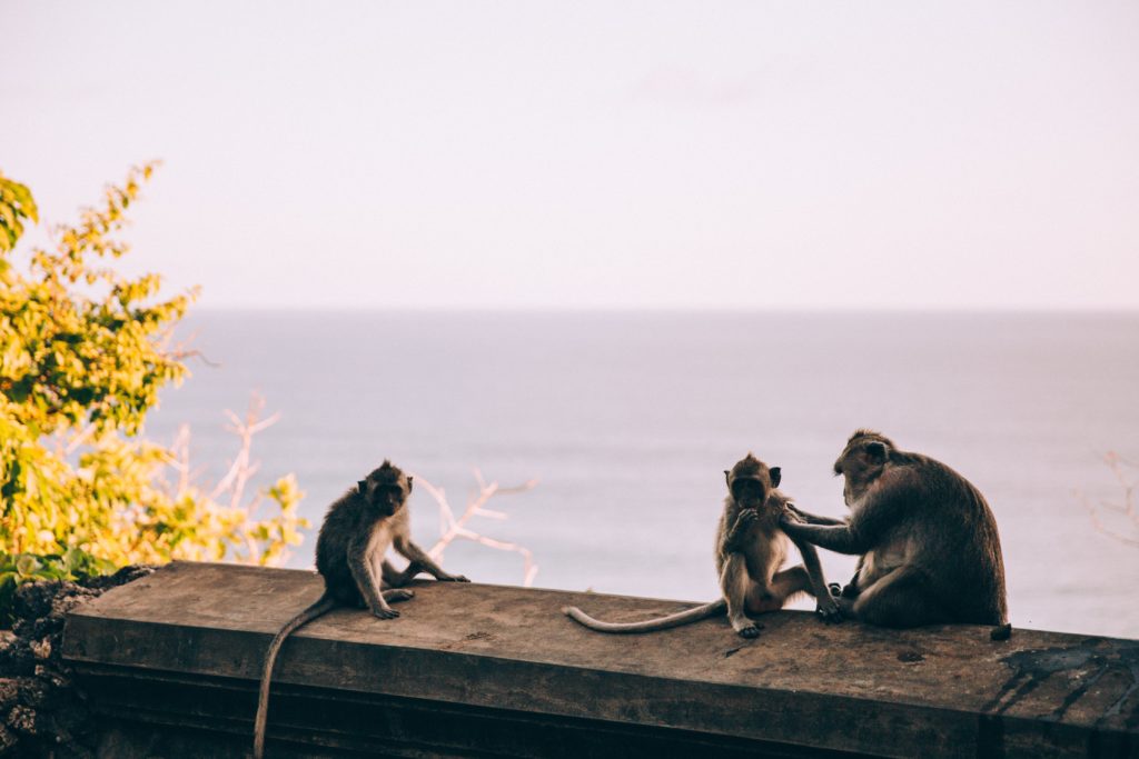 Monkeys by the sea
