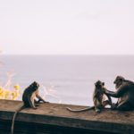 Monkeys by the sea