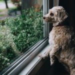 Fuzzy dog looks out window