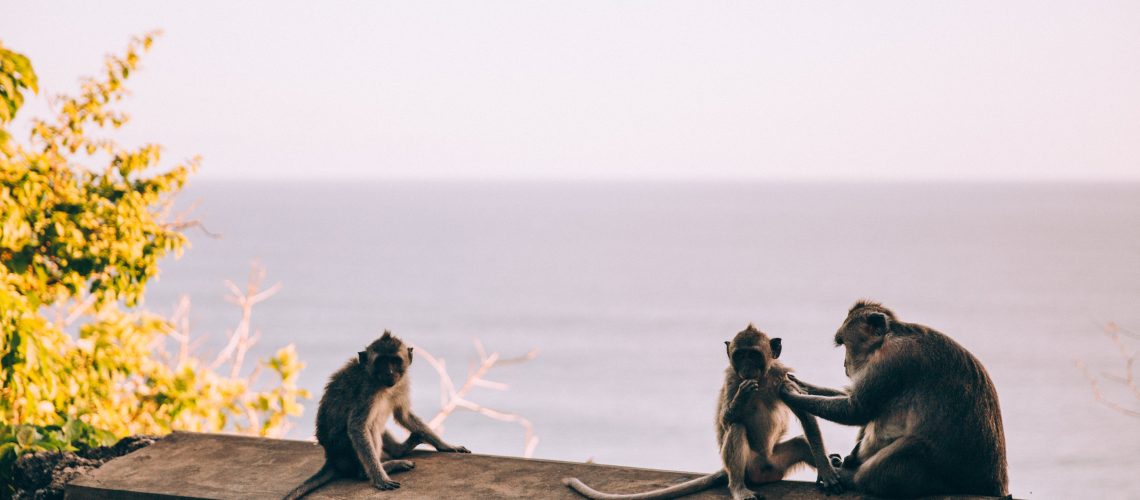 Monkeys by the sea